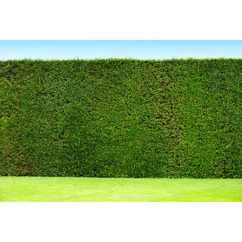 Lawn Grass
